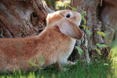 706123 original R by DeniseSteiger pixelio.de